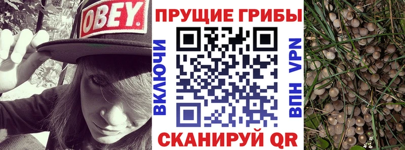 Галлюциногенные грибы Psilocybine cubensis  Александров 